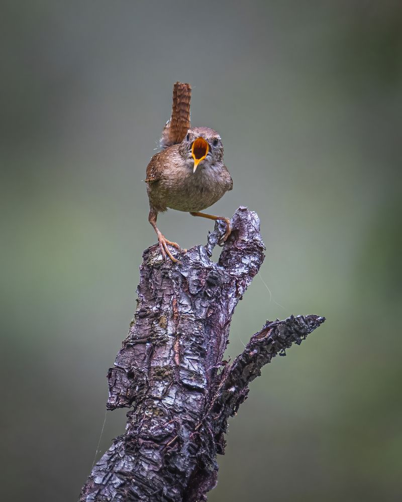 Photograph by Дина Нестеркова