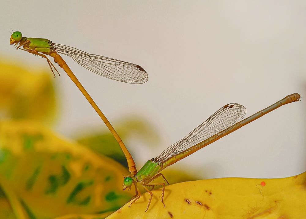 Photograph by Susmita Ghosh