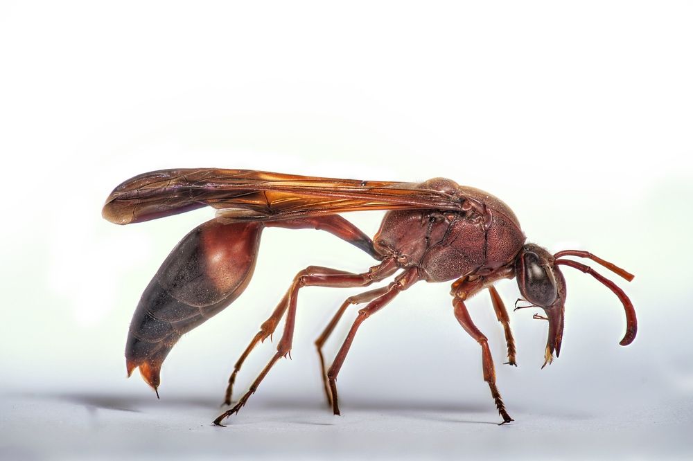 Фотография автора Hasan Al hamada