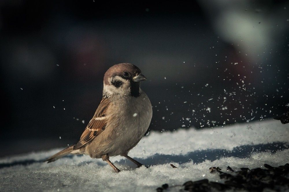 Фотография автора Юрий Кульмяков