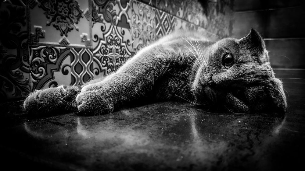 Фотография автора Elena Ku