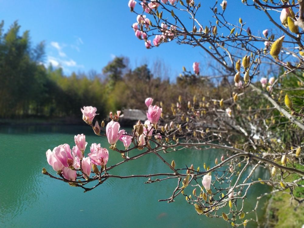 Магнолия распускается