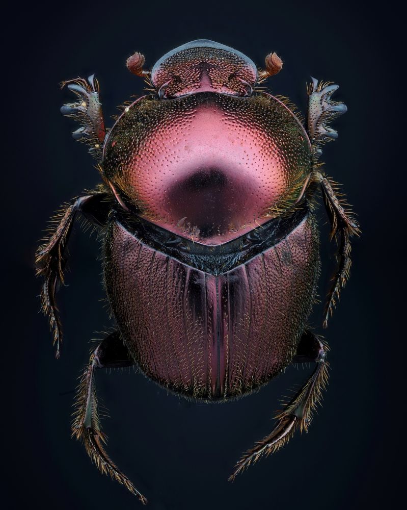 Фотография автора Hasan Al hamada