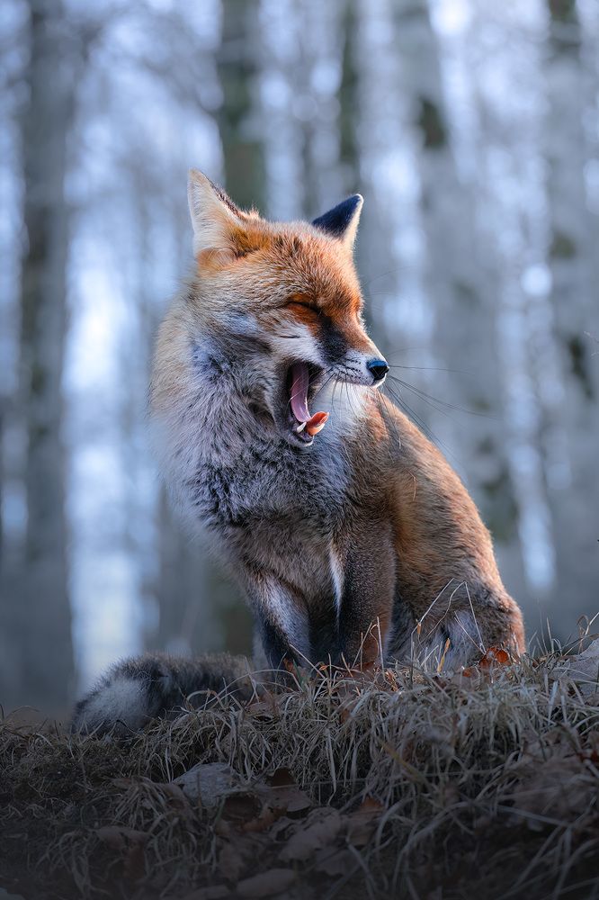 Фотография автора Nicolas Facchini