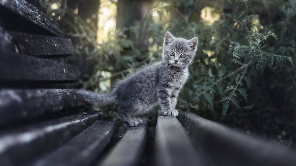 Photograph by Чорный Александр