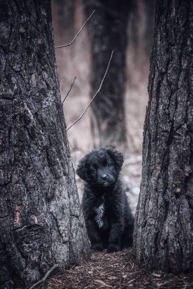 Photograph by Чорный Александр