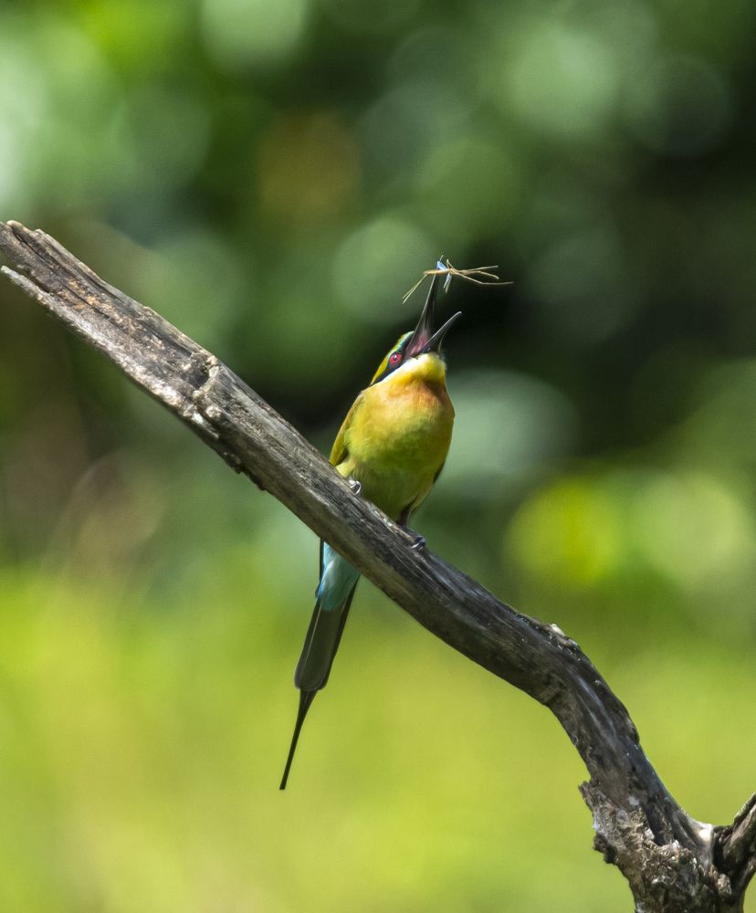 Photograph by Chamara Chathuranga
