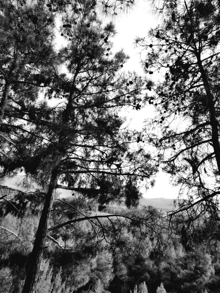 Photo #10413266