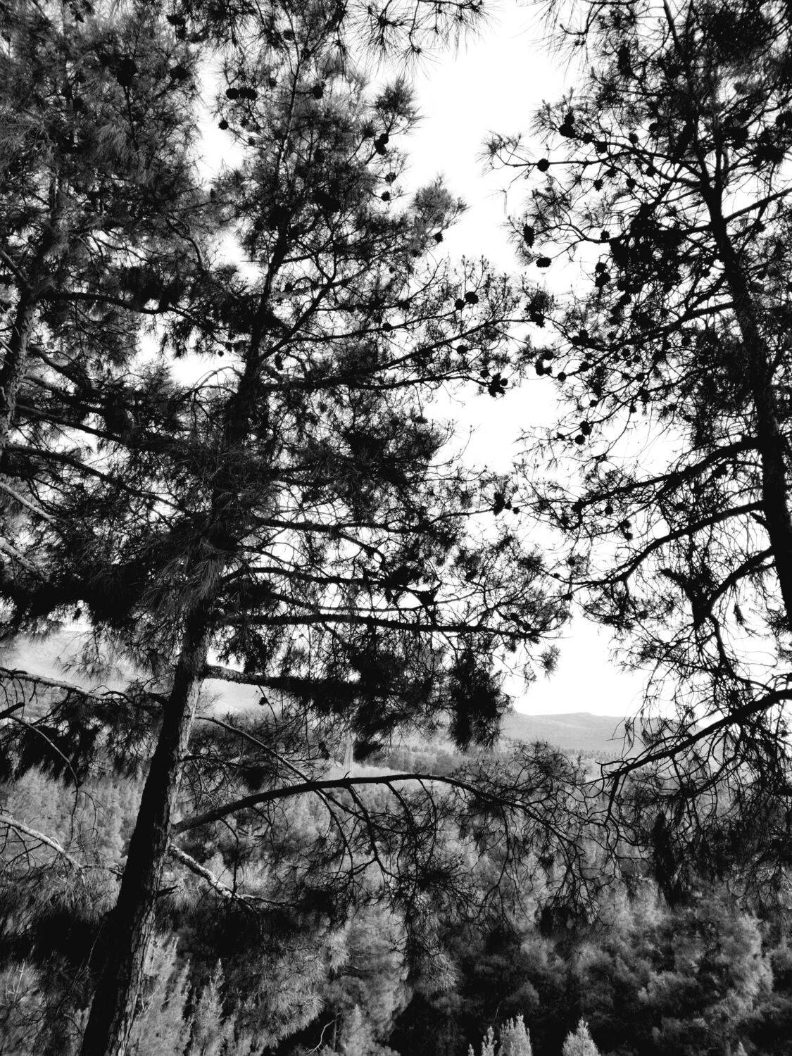 Photo #10413266