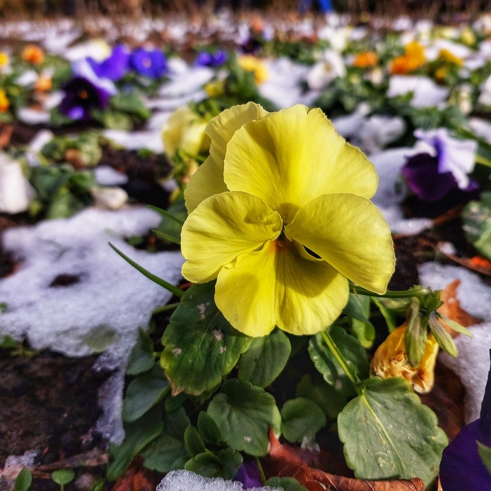 Photograph by Юлия Коробкова