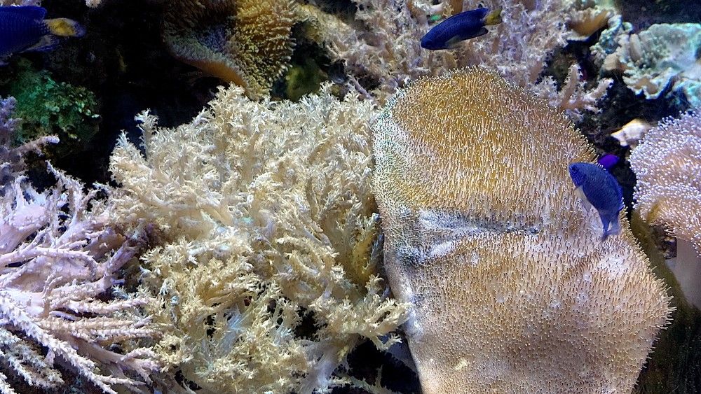 Photograph by Галина Мазур