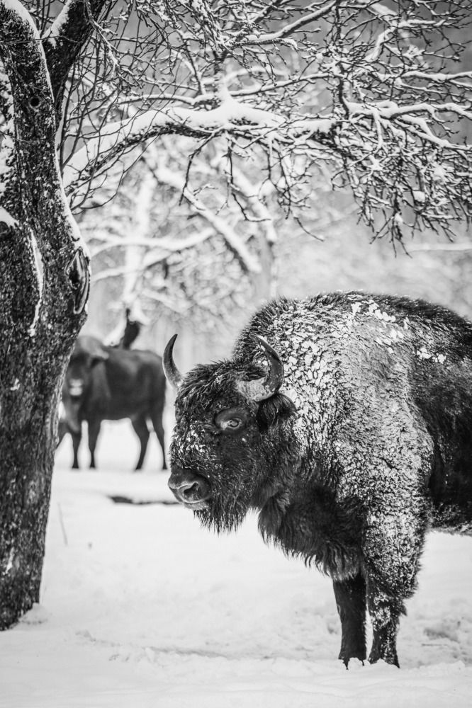 Снежный зубр