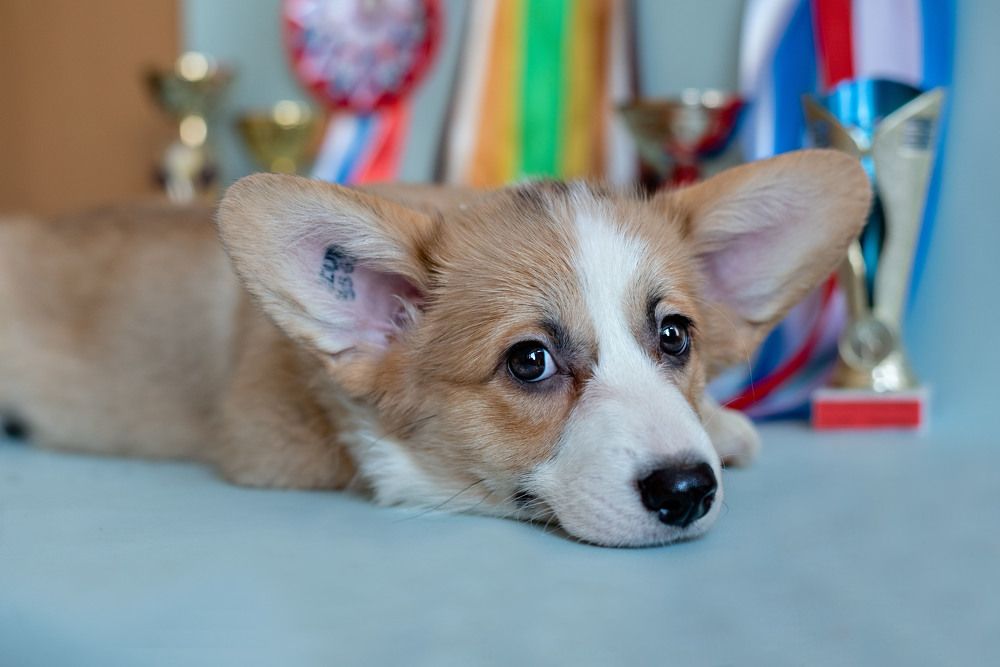 Фотография автора Екатерина Полякова