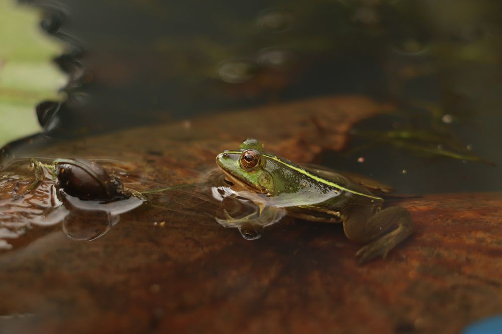 Photograph by Sakib Isp