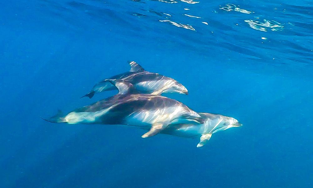 Dolphins exposed to the Sunlight