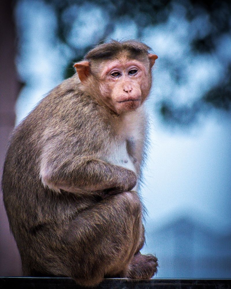 Photograph by Deepak Medisetti
