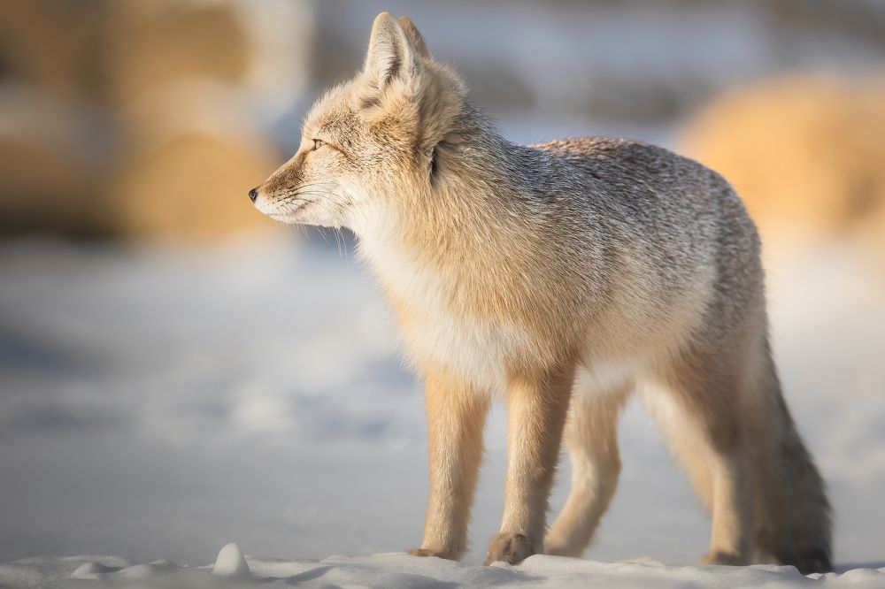 Photograph by Дина Нестеркова