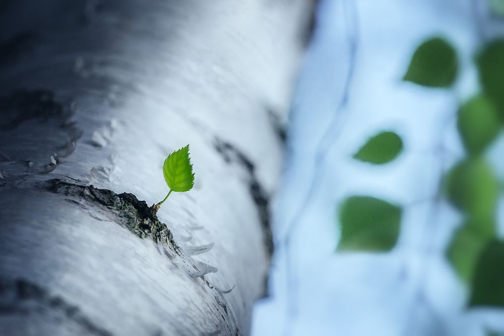 Photograph by Чорный Александр