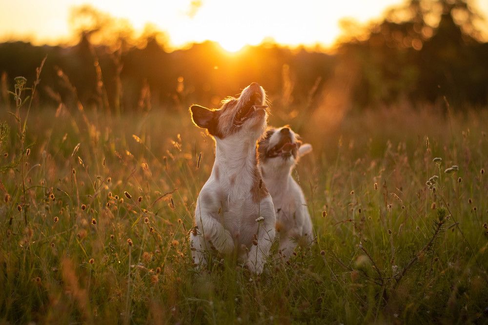 Two little stars under big star