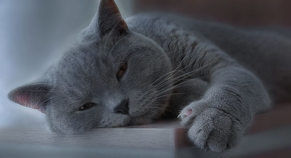 Photograph by Колесникова Татьяна