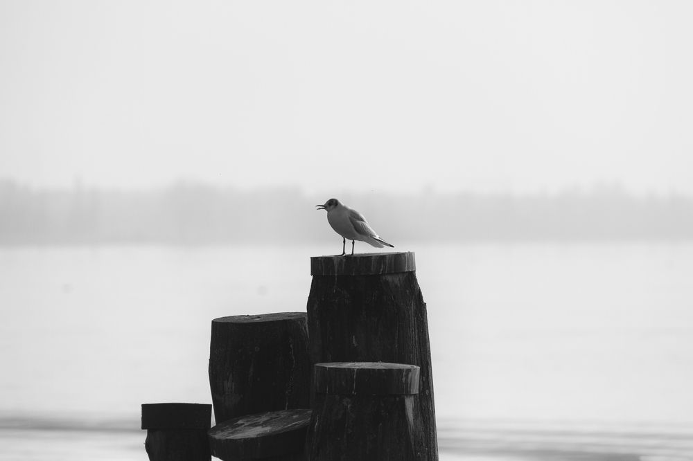 Photograph by Alice White