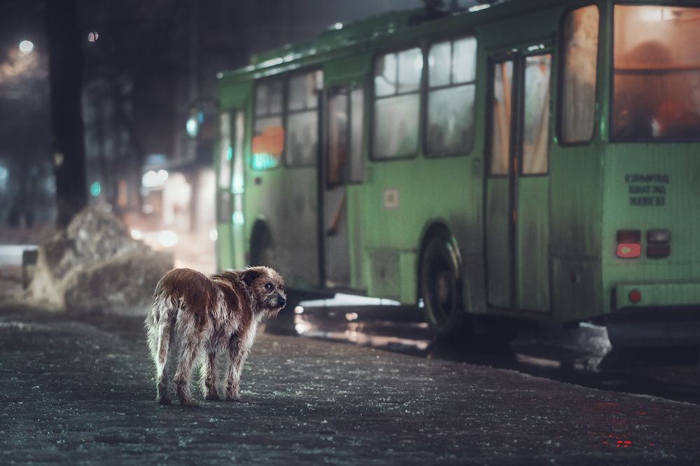 Photograph by Чорный Александр