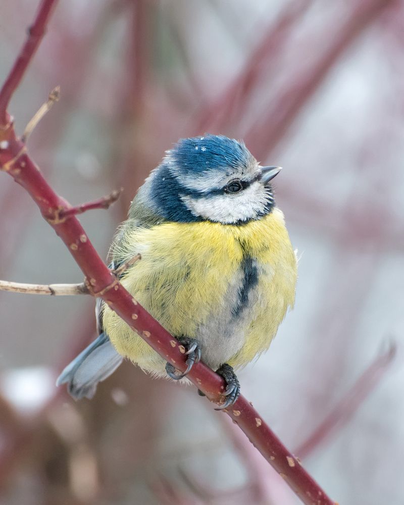 Снежное украшение