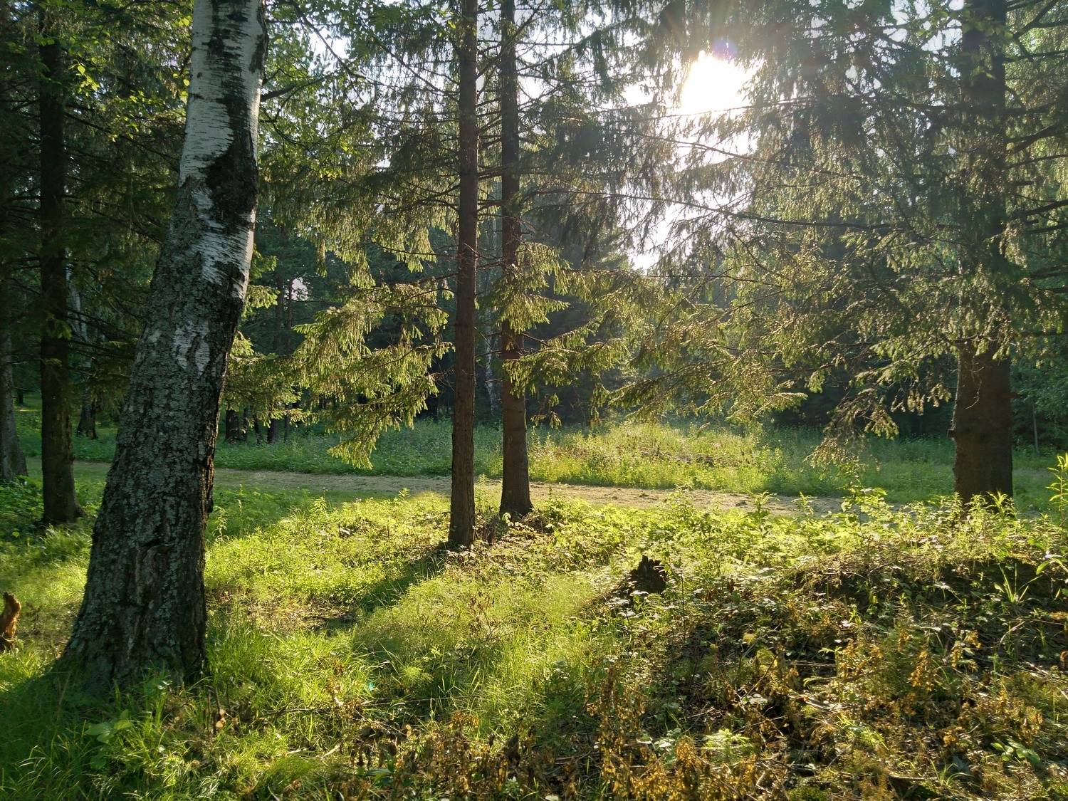 Летняя пора