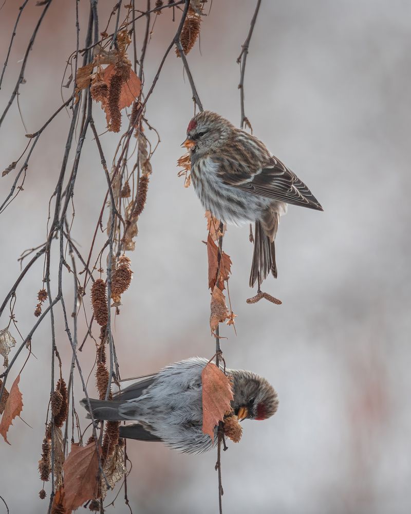 Photograph by Дина Нестеркова