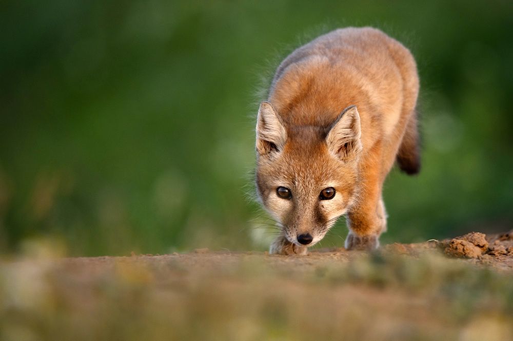 Фотография автора Яков Осканов