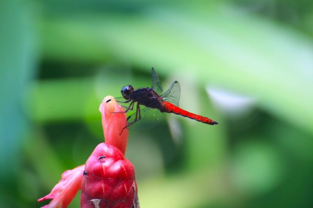 Photograph by Marie G