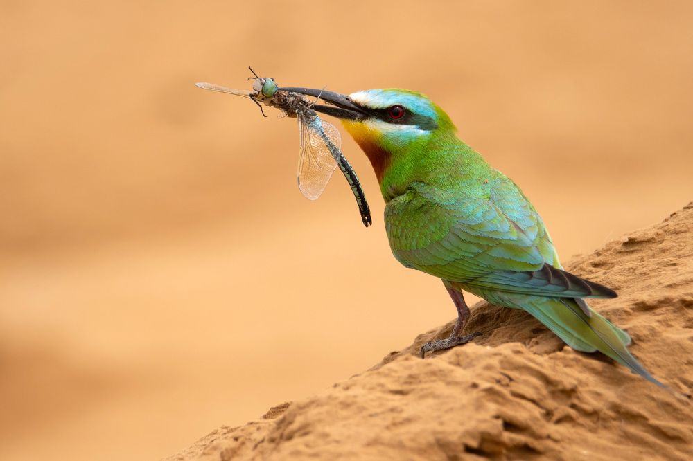 Фотография автора Яков Осканов