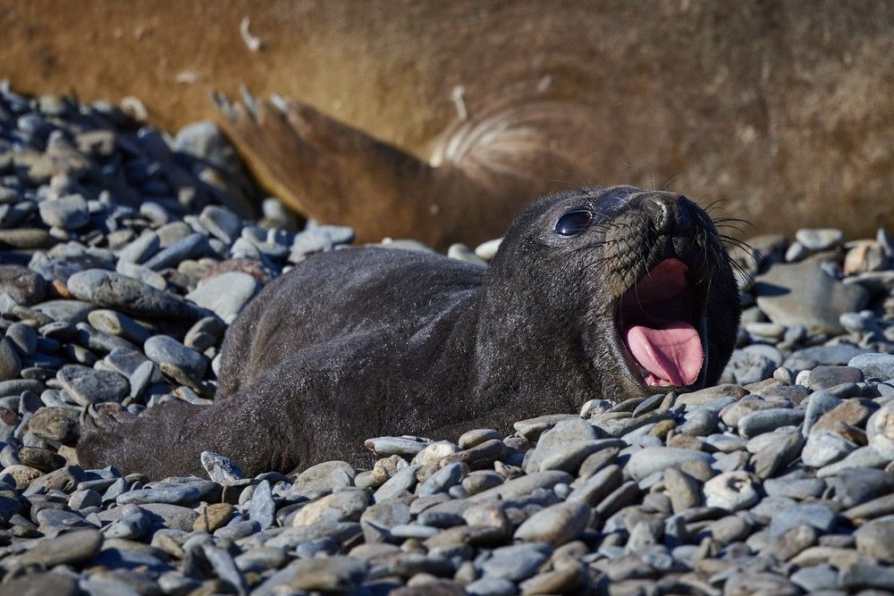 Морские слоны Южной Георгии
