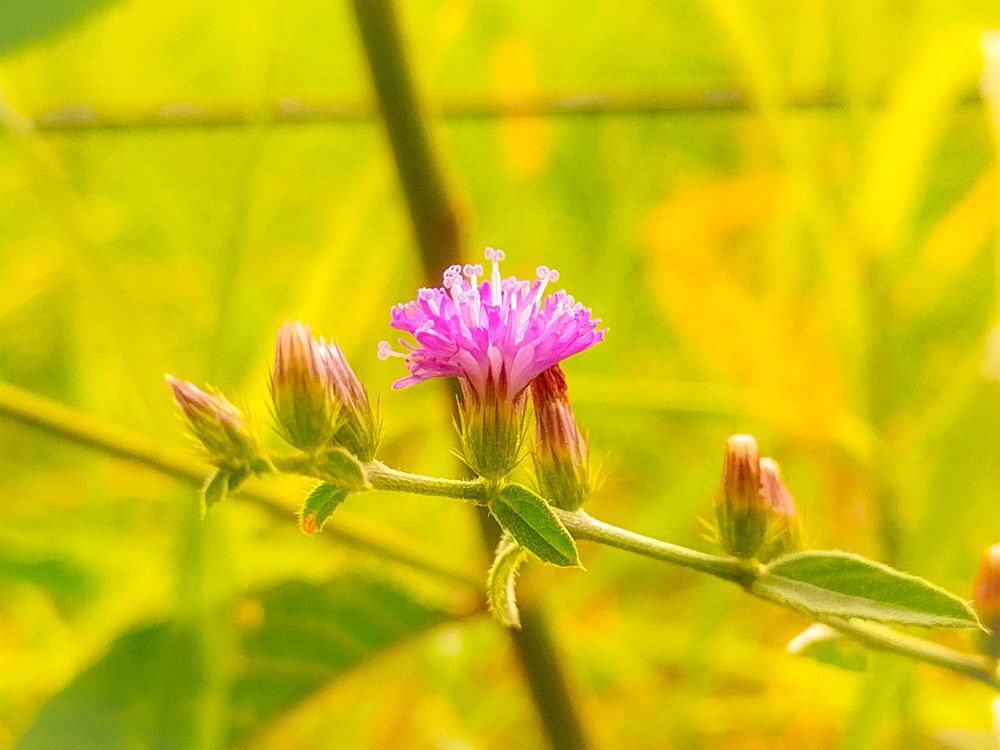 Маленькая семья природы.