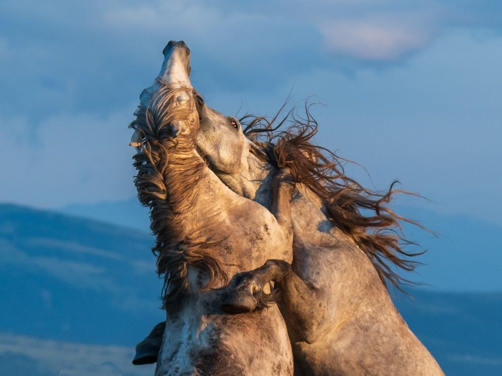 Photograph by Jasmin Džebo