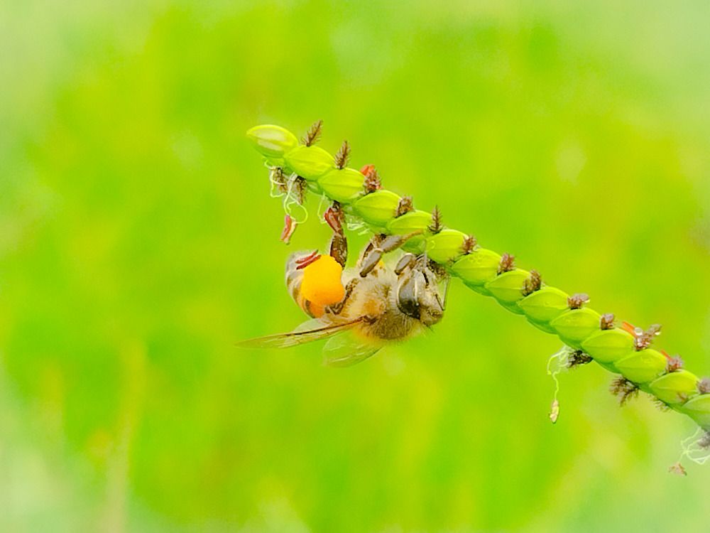 Пчела в раю.