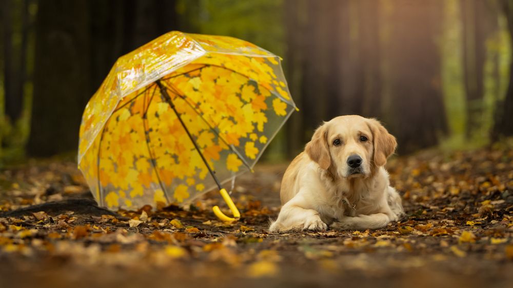 Джека под зонтиком