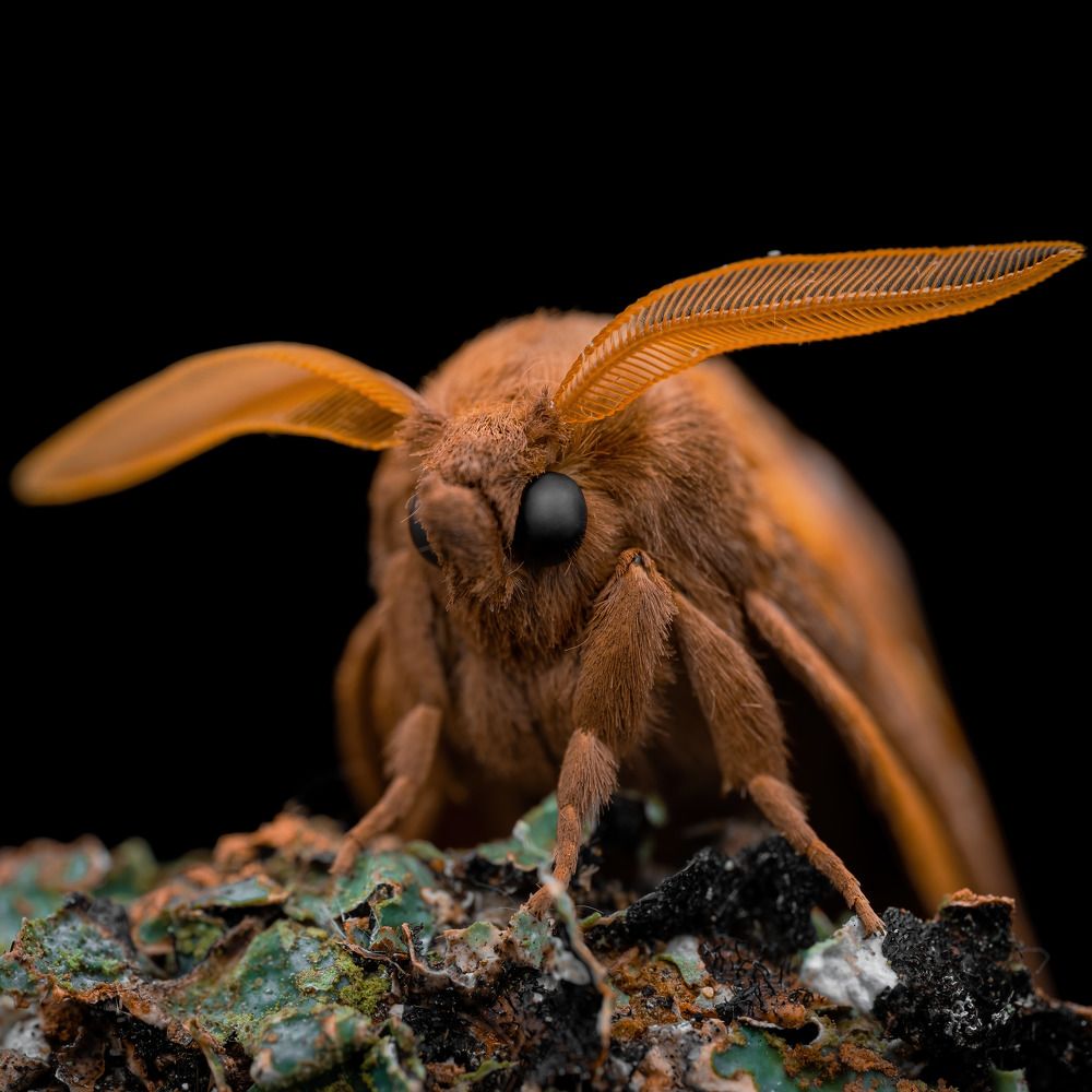 Photograph by Anton Orlenko