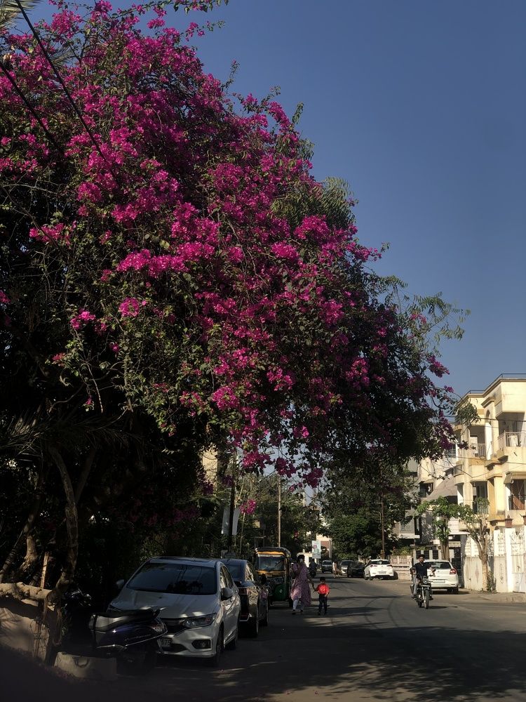 Photograph by Pihu chudasama