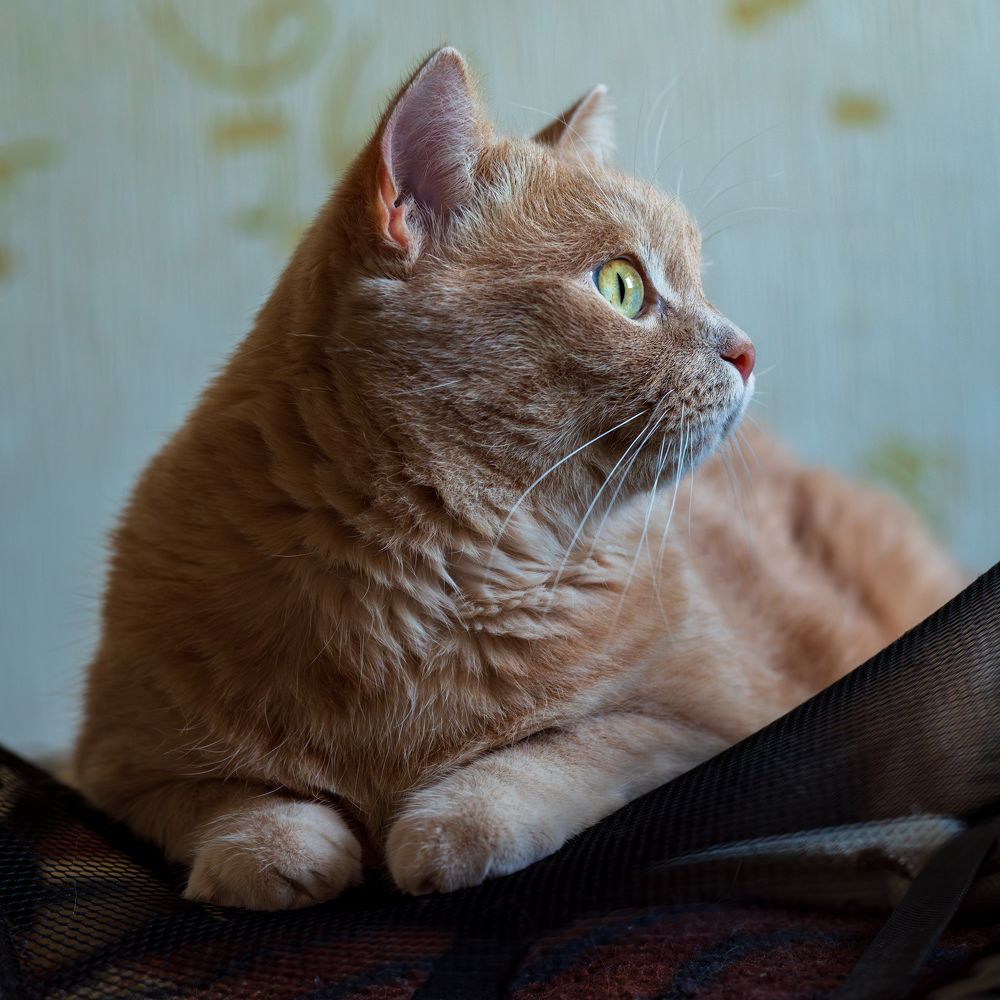 Фотография автора Дмитрий Referee