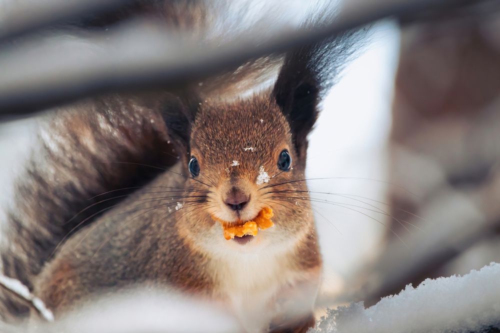 Photograph by Парфентьев Антон