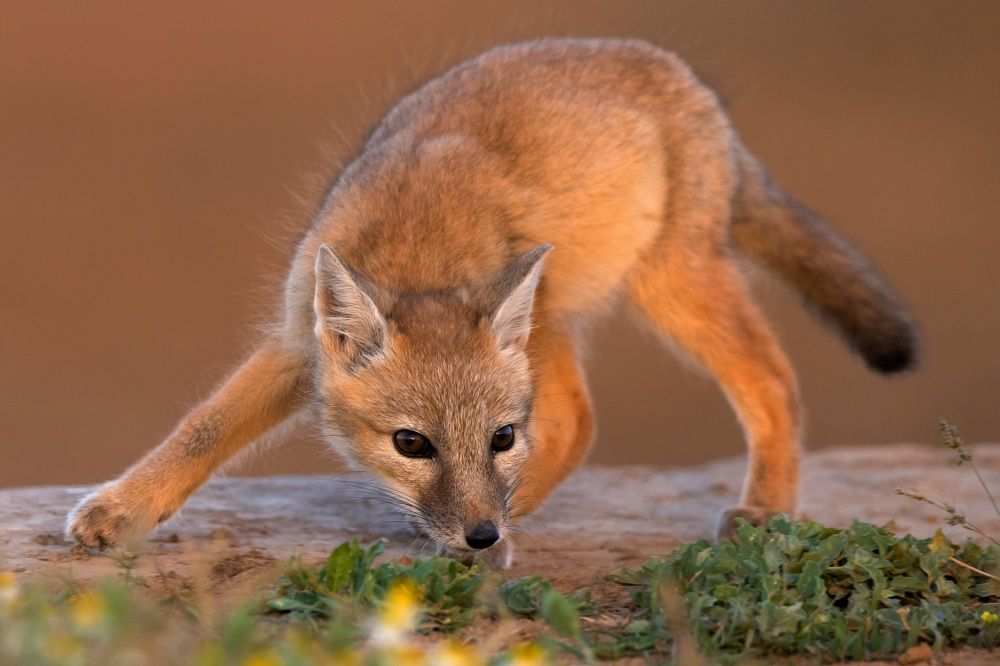 Фотография автора Яков Осканов
