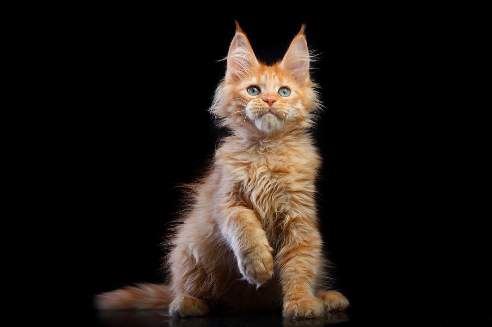 Levushka and Lily, maine coon Gross Team