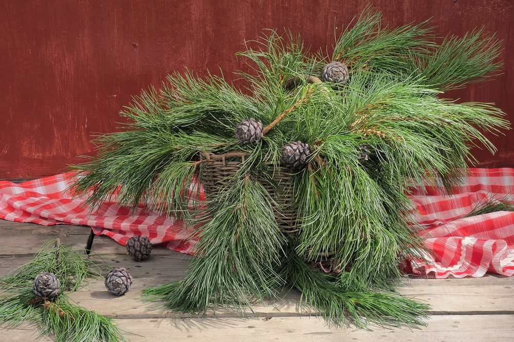 Кедровые истории