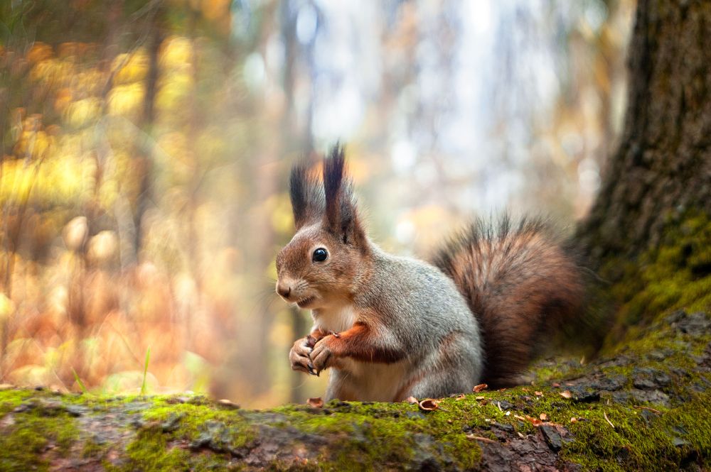 Photograph by Громова Анна