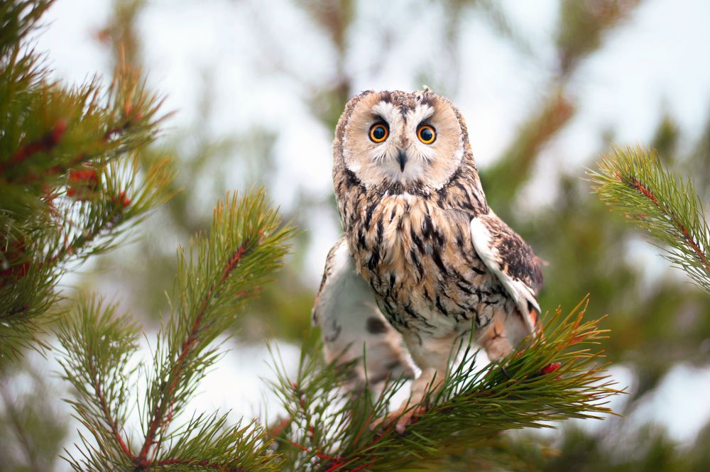 Photograph by Громова Анна