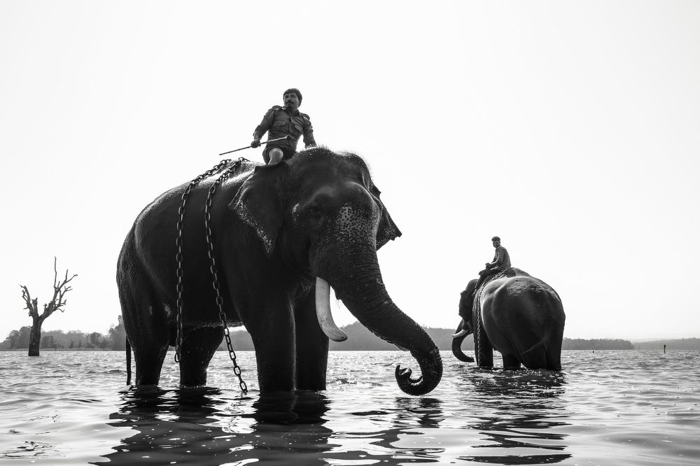 Mahout and elephant in Tunga's water