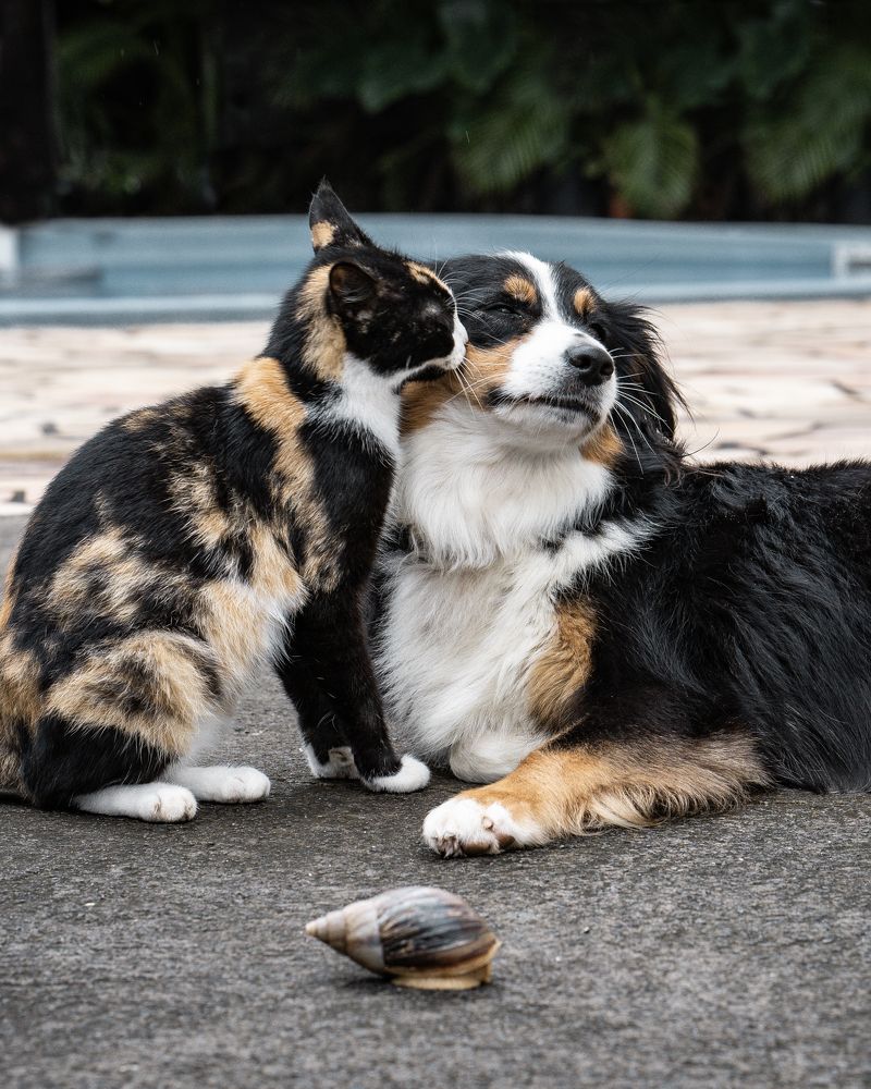 Photograph by Svetlana Pascoal