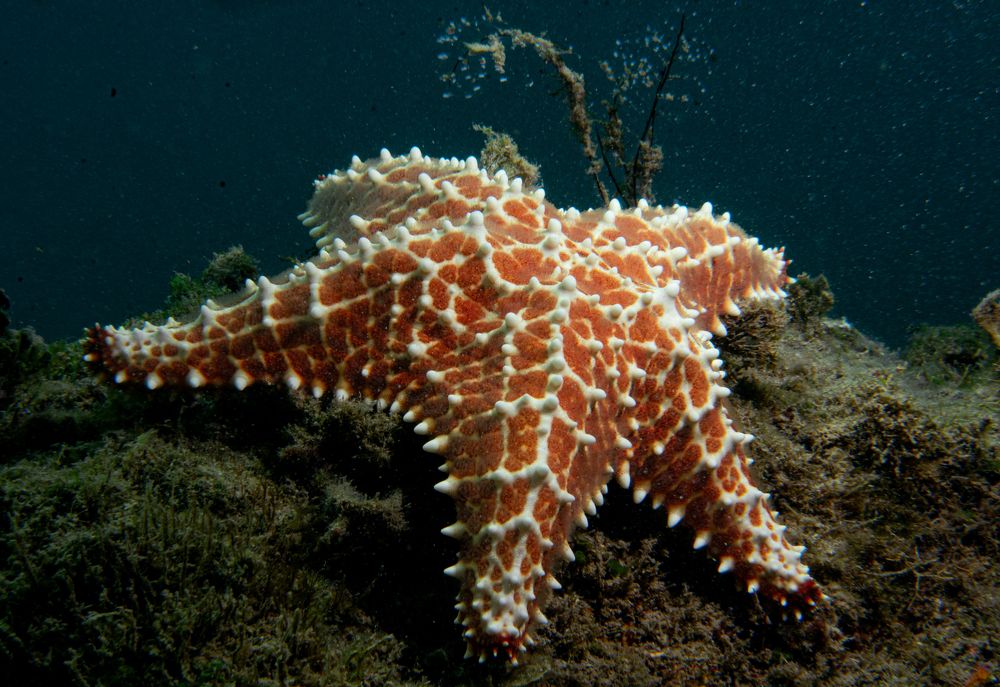 Photograph by Magali Marquez