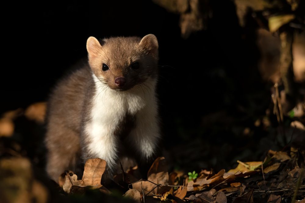 Фотография автора Яков Осканов